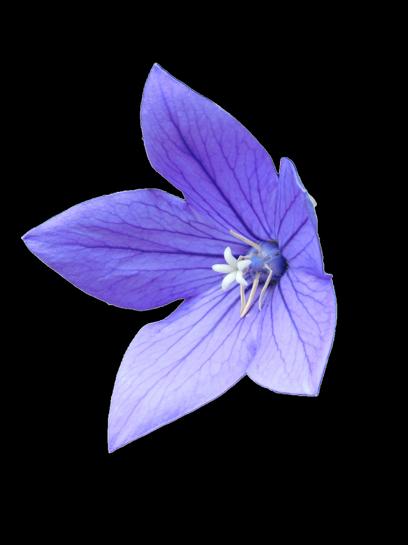 Blaue Makroblüte