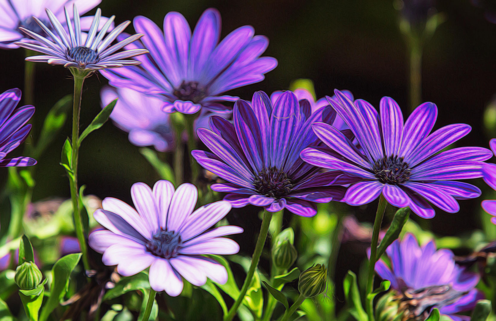 blaue Margeriten