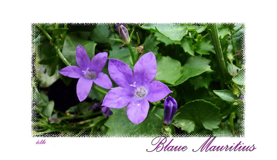 Blaue Mauritius Foto & Bild | pflanzen, pilze & flechten, blüten- & kleinpflanzen, stauden ...