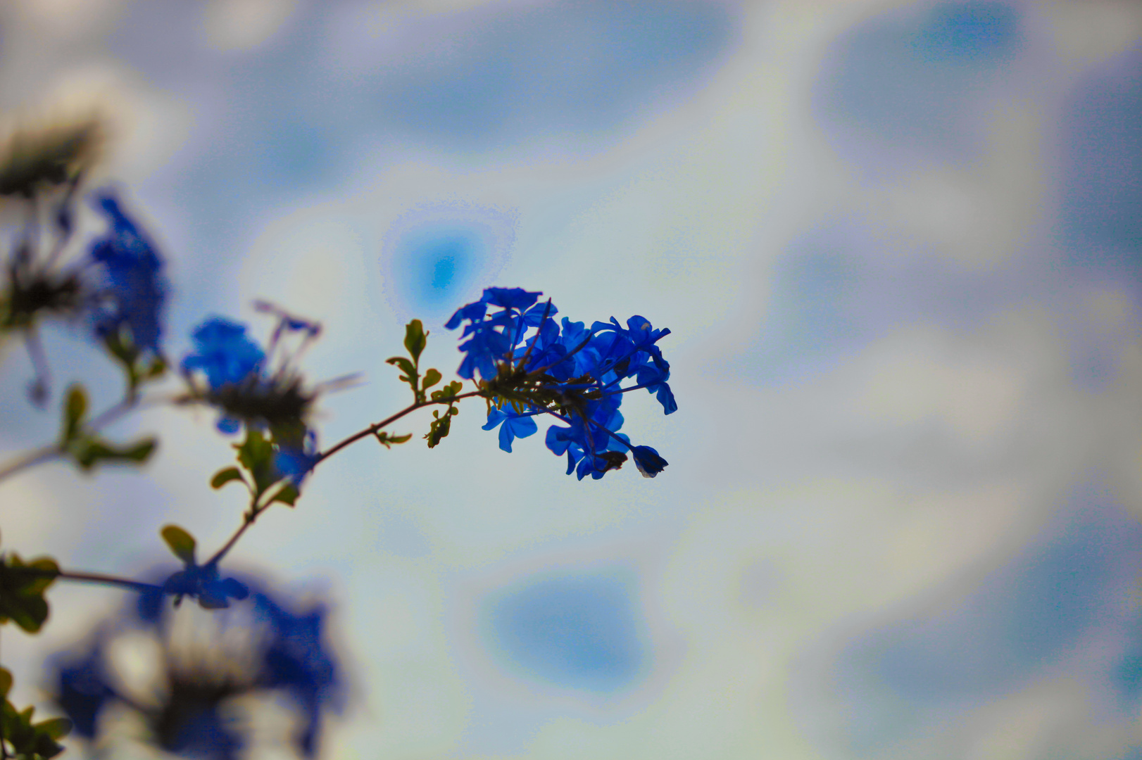 Blaue Mauritius