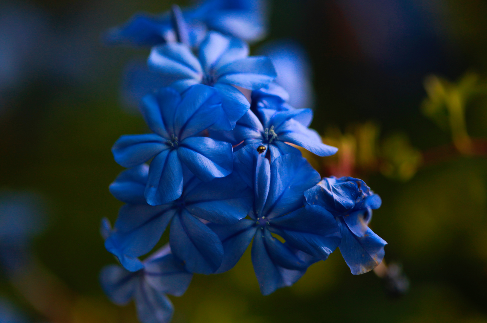 Blaue Mauritius