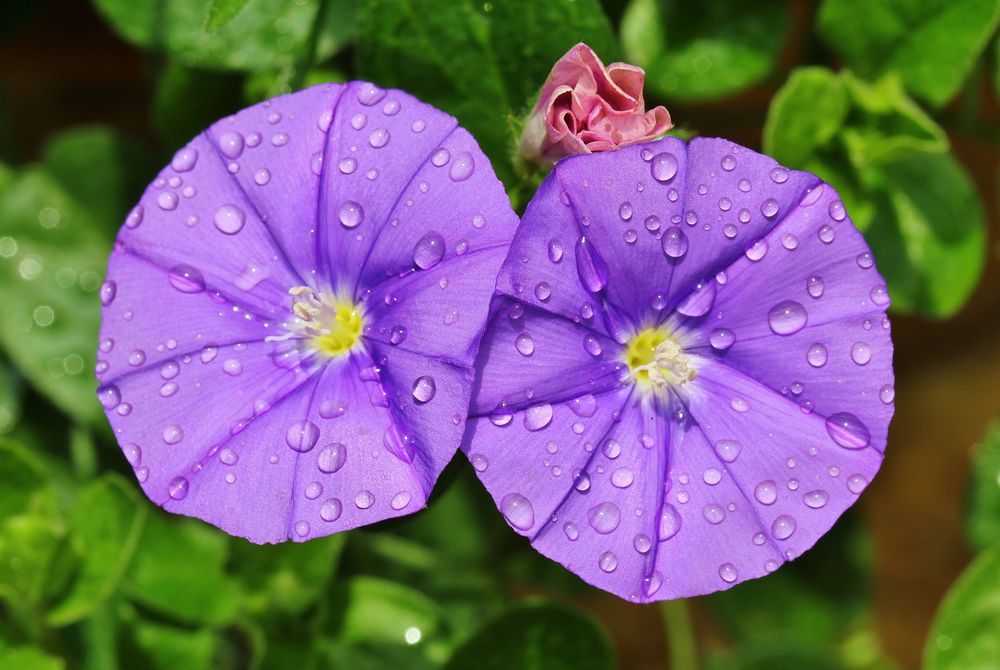 Blaue Mauritius von Paul Piepiorka