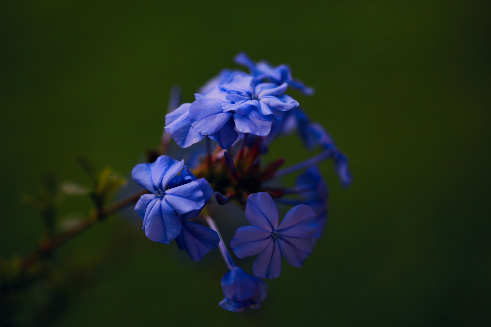 Blaue Mauritius