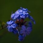 Blaue Mauritius