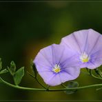 Blaue Mauritius – Convolvulus sabatius