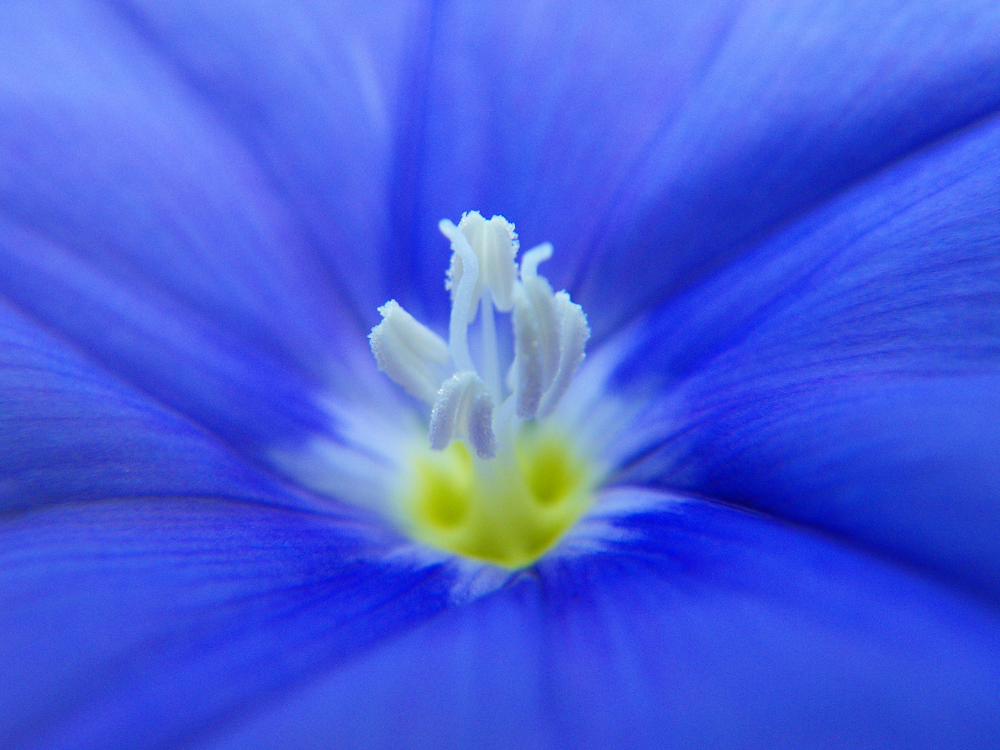 Blaue Mauritius