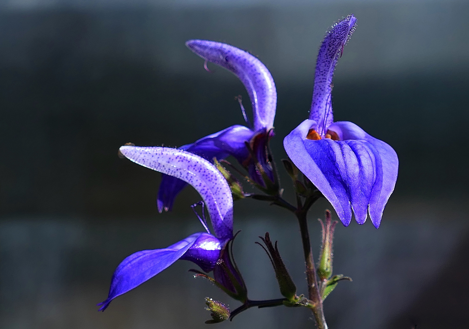 Blaue Mexikanische Salbei-Blüte . . .