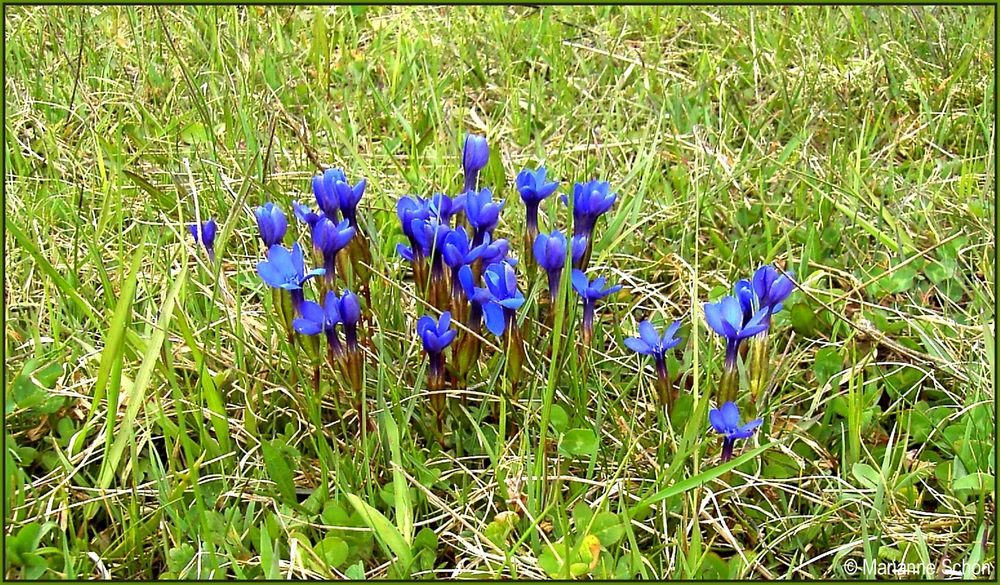 Blaue MI-WO-BLümchen...