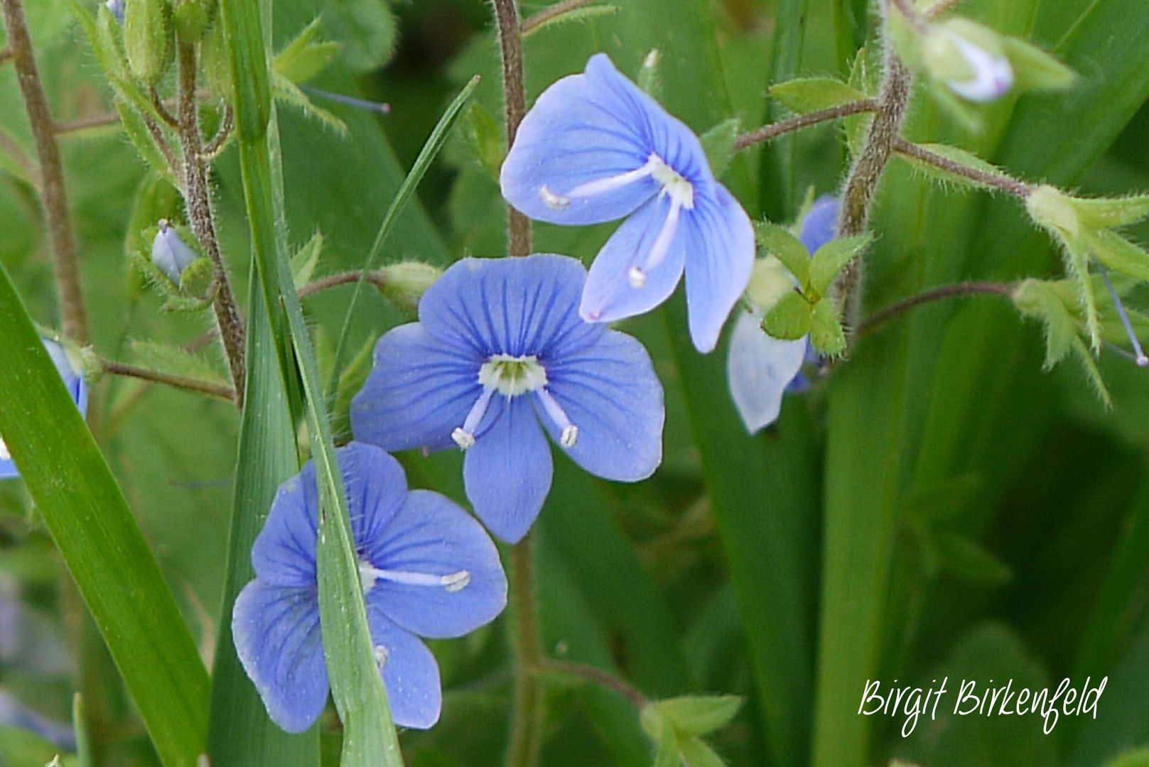 Blaue Mini Wiesenblumen