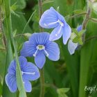 Blaue Mini Wiesenblumen