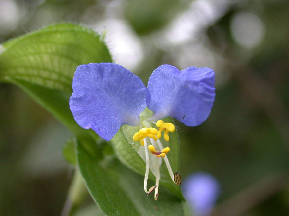 Blaue Miniblume