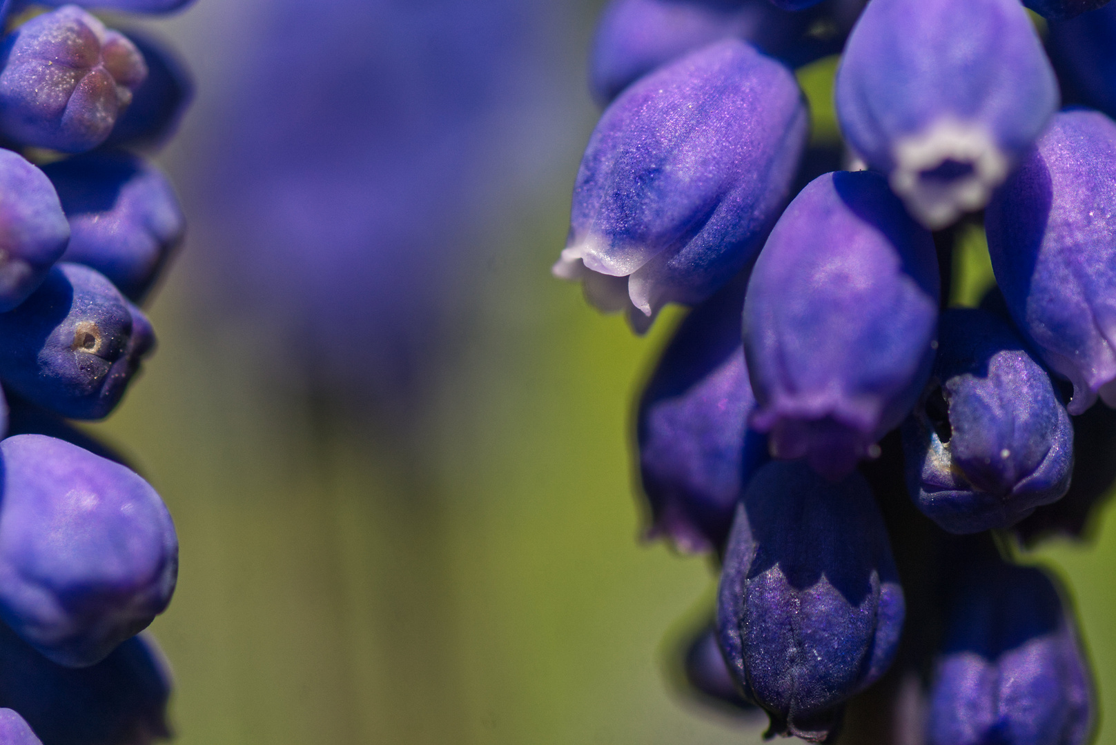 Blaue Mittwochsblümchen