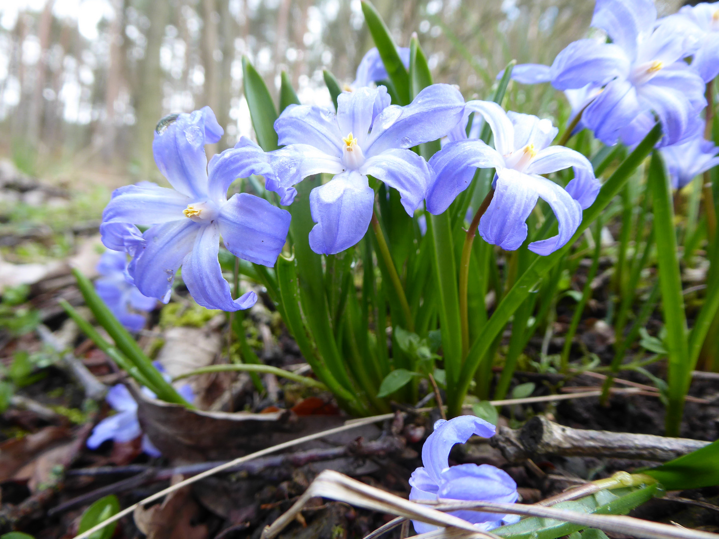 blaue Mittwochsblümchen