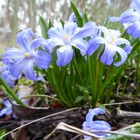 blaue Mittwochsblümchen