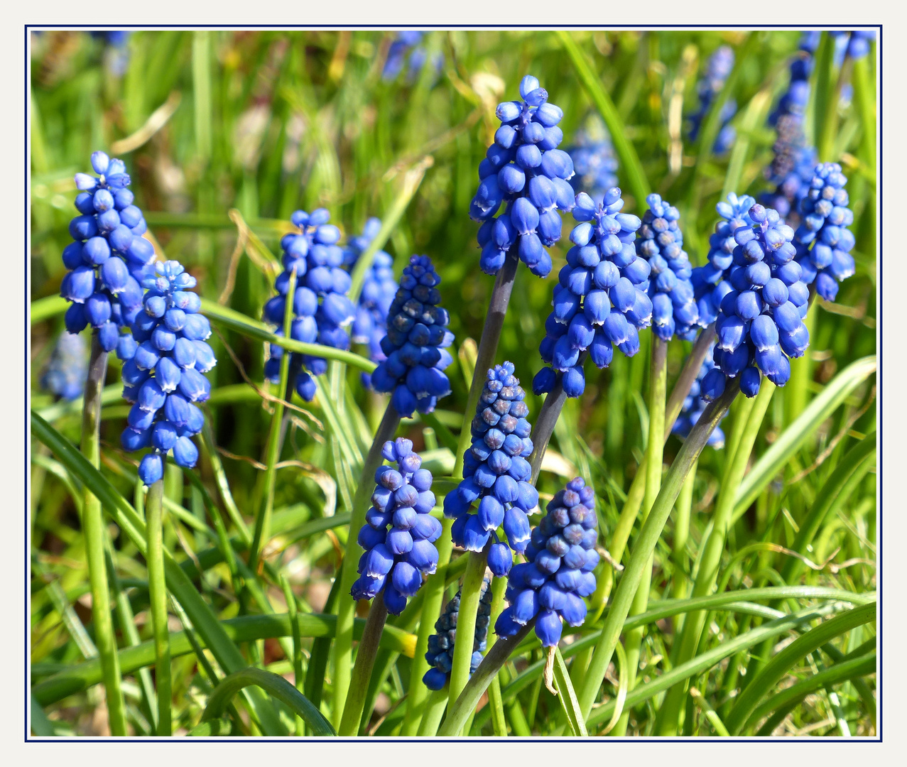 blaue Mittwochsblümchen