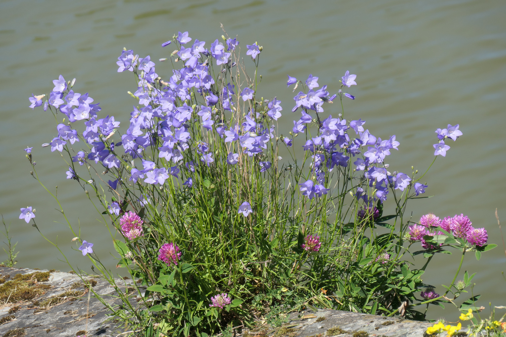 blaue Mittwochsblümchen