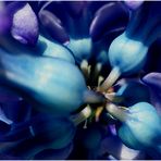 Blaue Mittwochsblume