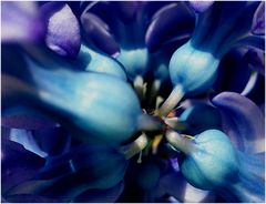 Blaue Mittwochsblume