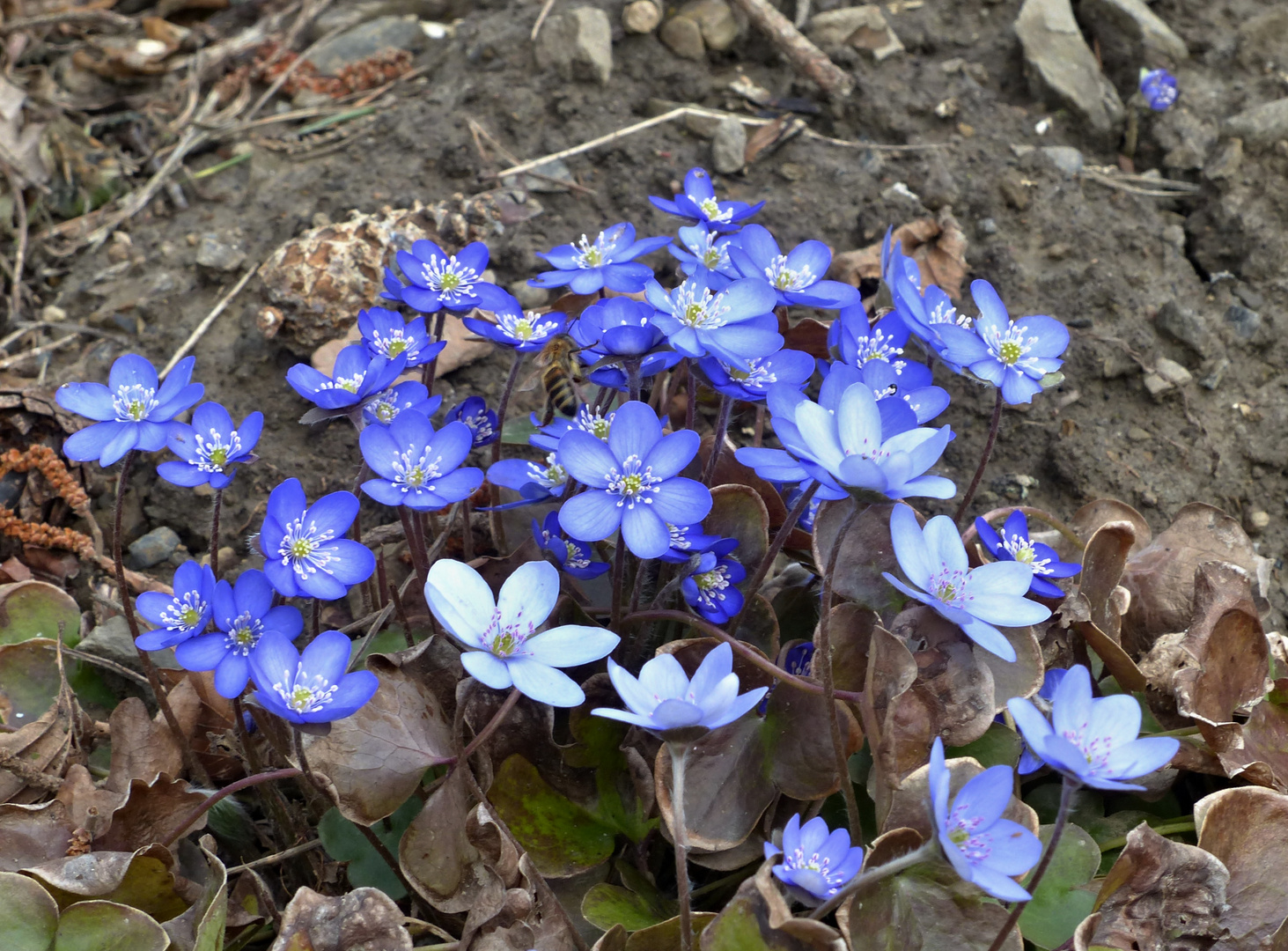 blaue Montagsblümchen