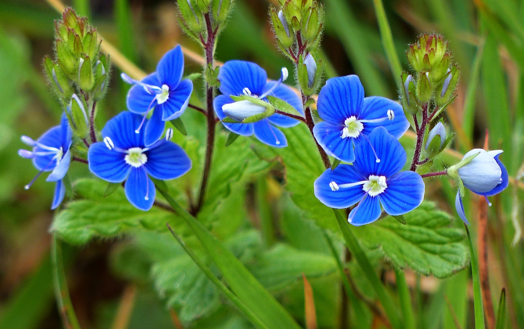 Blaue Montagsblümchen