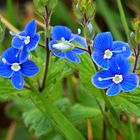 Blaue Montagsblümchen