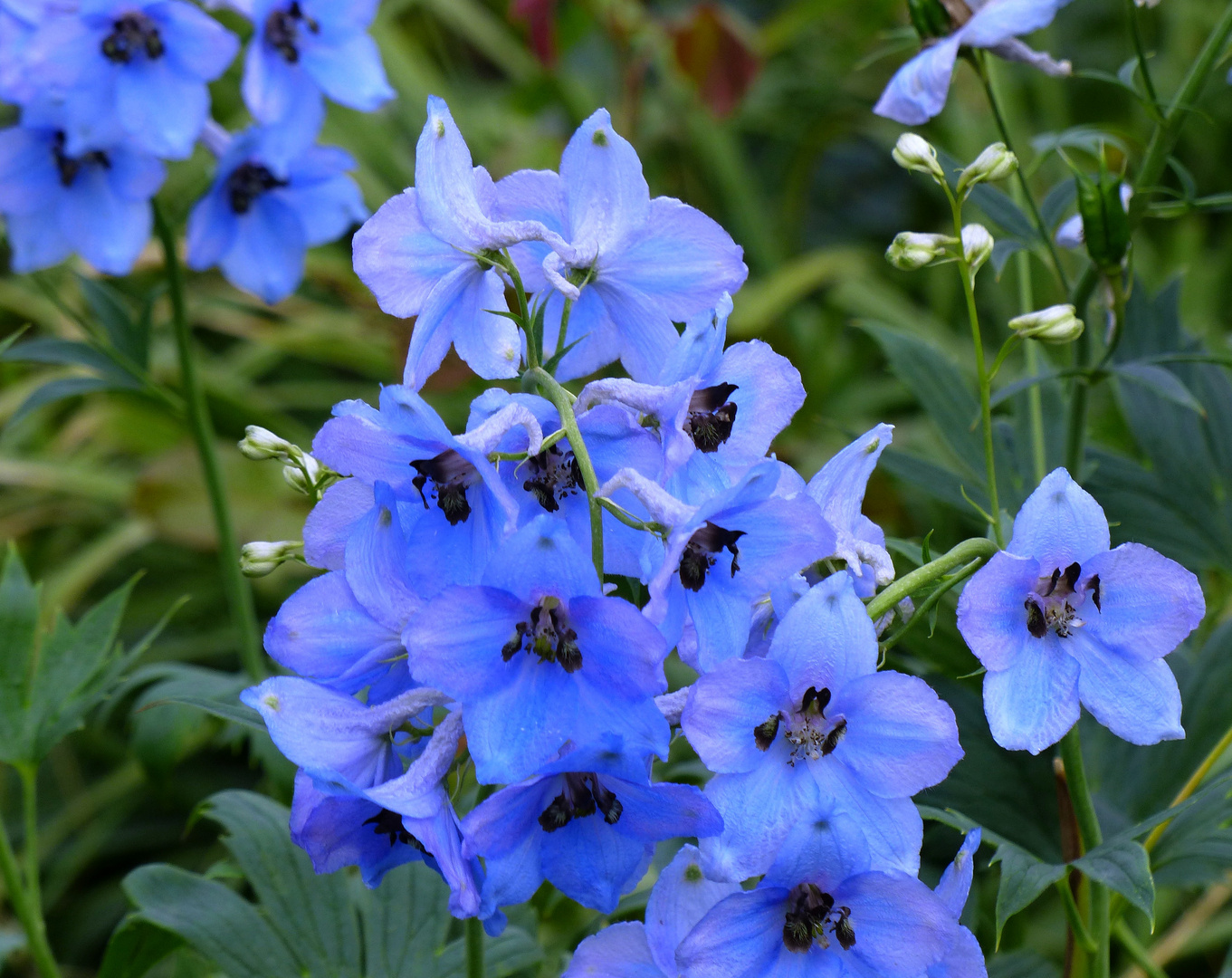 Blaue Montagsblümchen