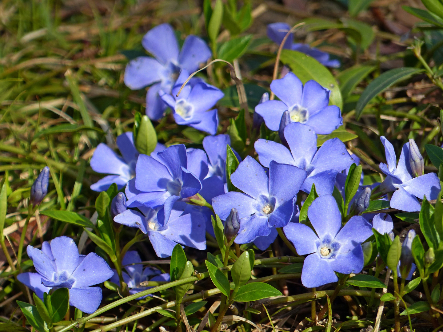 Blaue Montagsblümchen