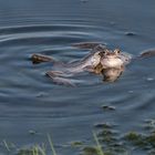 Blaue Moorfrösche - was gibts da zu tuscheln?