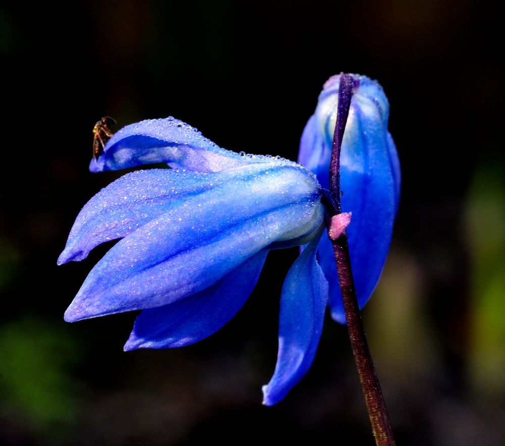 Blaue Morgenfrische