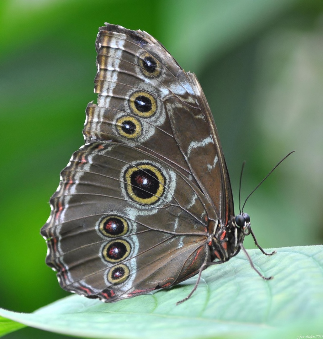 Blaue Morpho