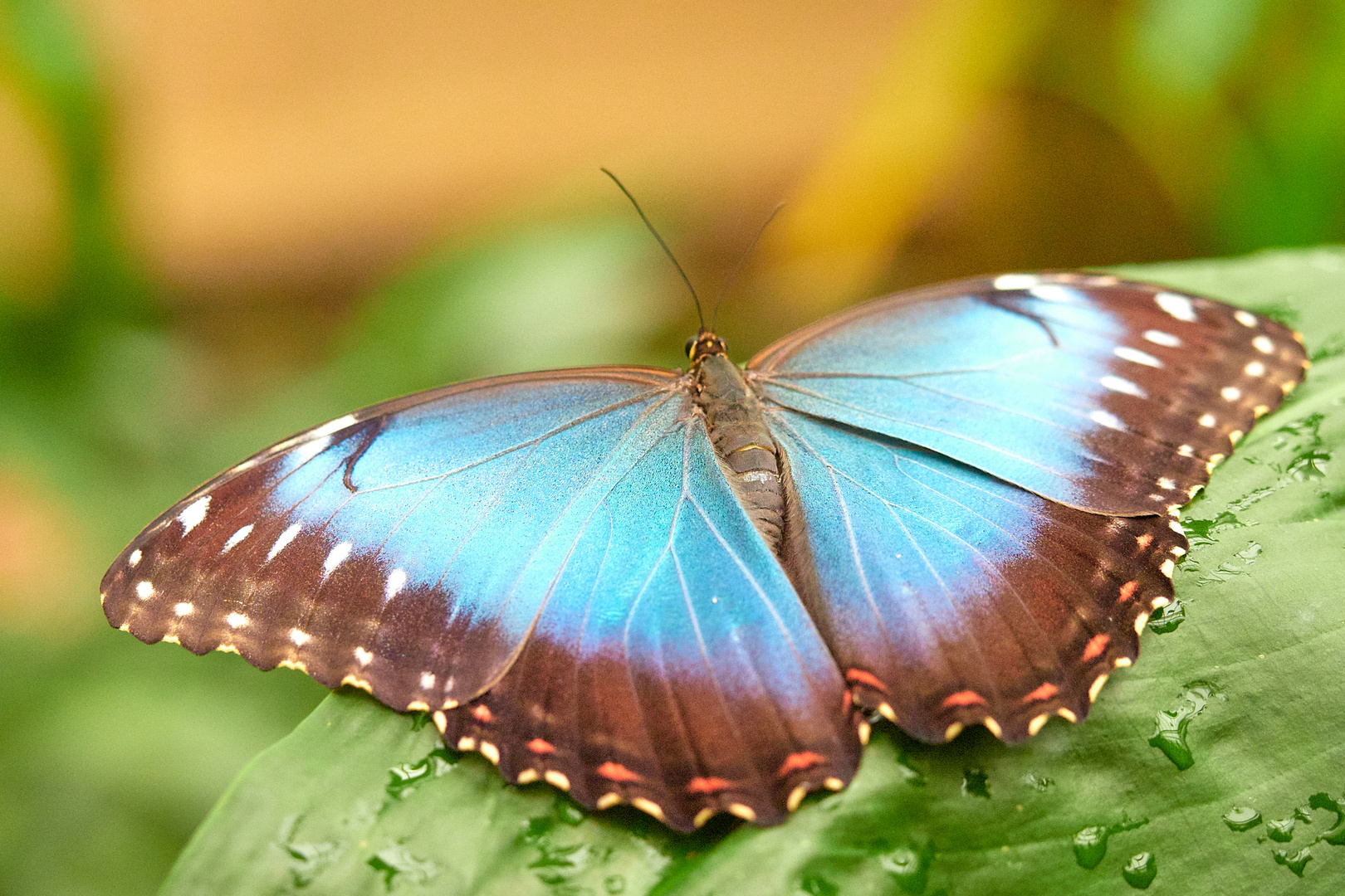 Blaue Morphofalter (Morpho peleides )