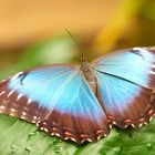 Blaue Morphofalter (Morpho peleides )