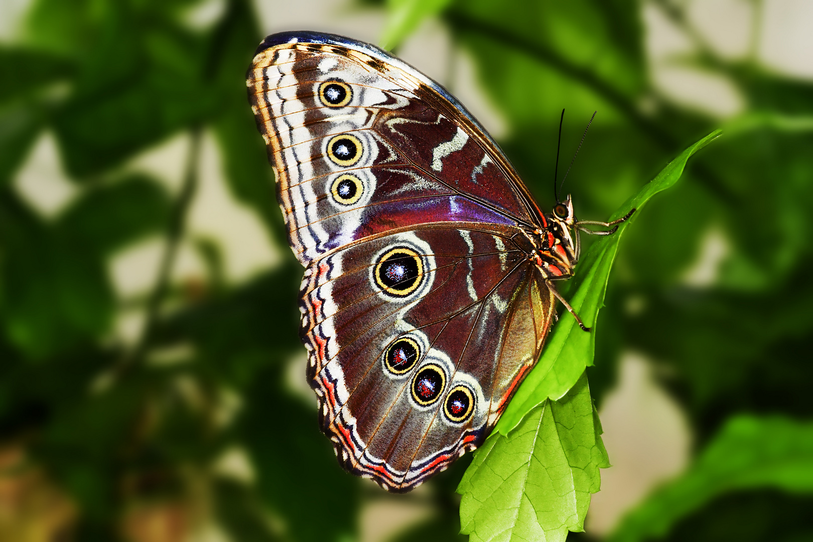 Blaue Morphofalter (Morpho peleides) oder Himmelsfalter