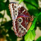 Blaue Morphofalter (Morpho peleides) oder Himmelsfalter