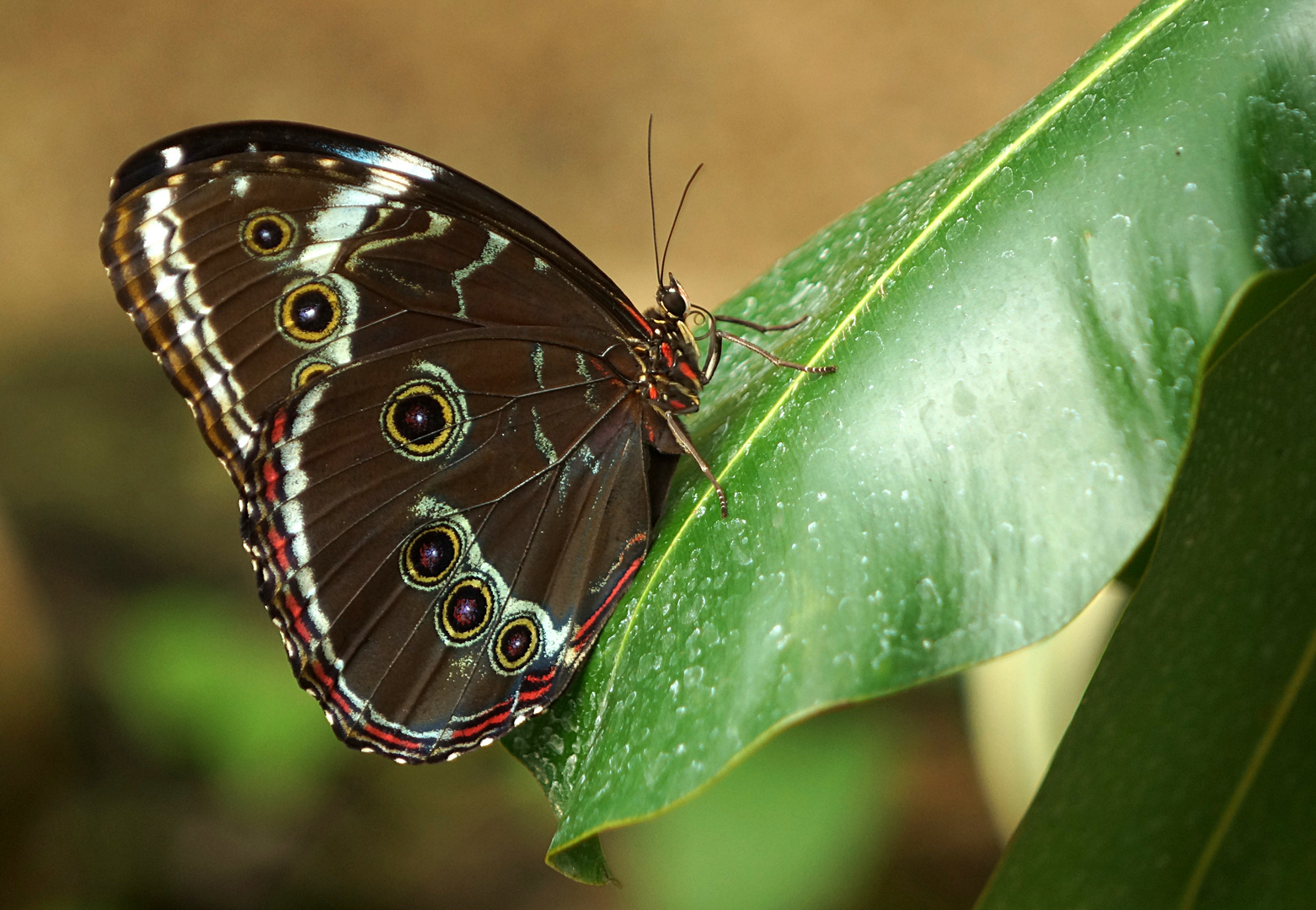 Blaue Morphofalter (Morpho peleides) Peleides Blue Morpho, Common Morpho, or The Emperor