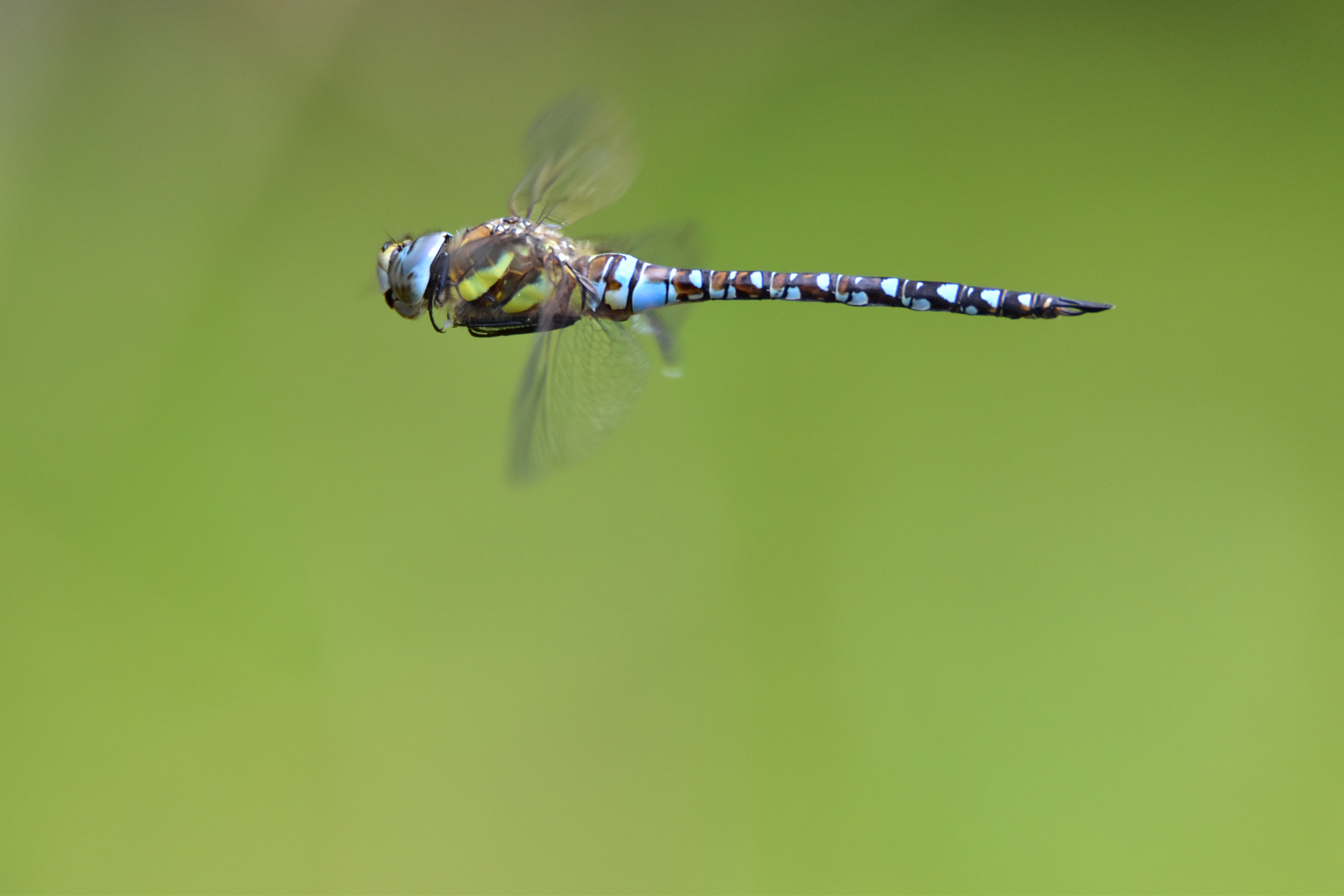 Blaue Mosaikjungfer