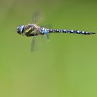 Blaue Mosaikjungfer