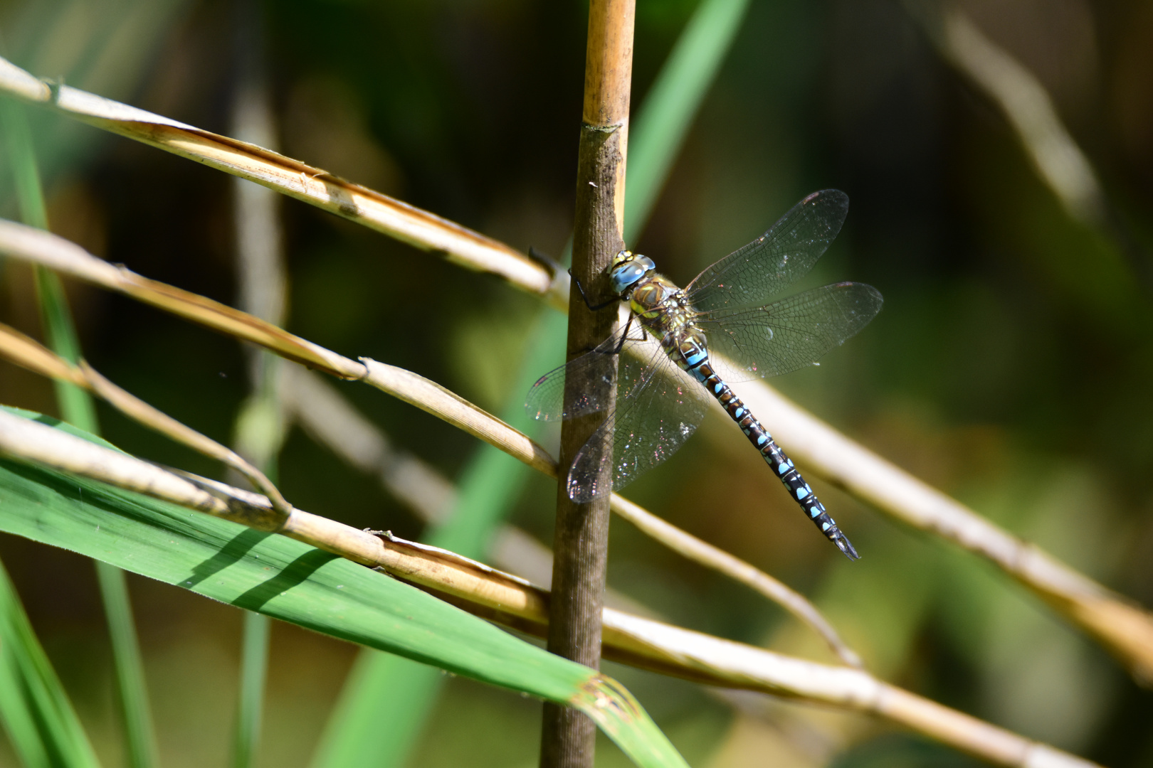 Blaue Mosaikjungfer...