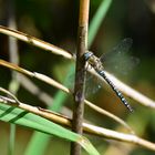 Blaue Mosaikjungfer...