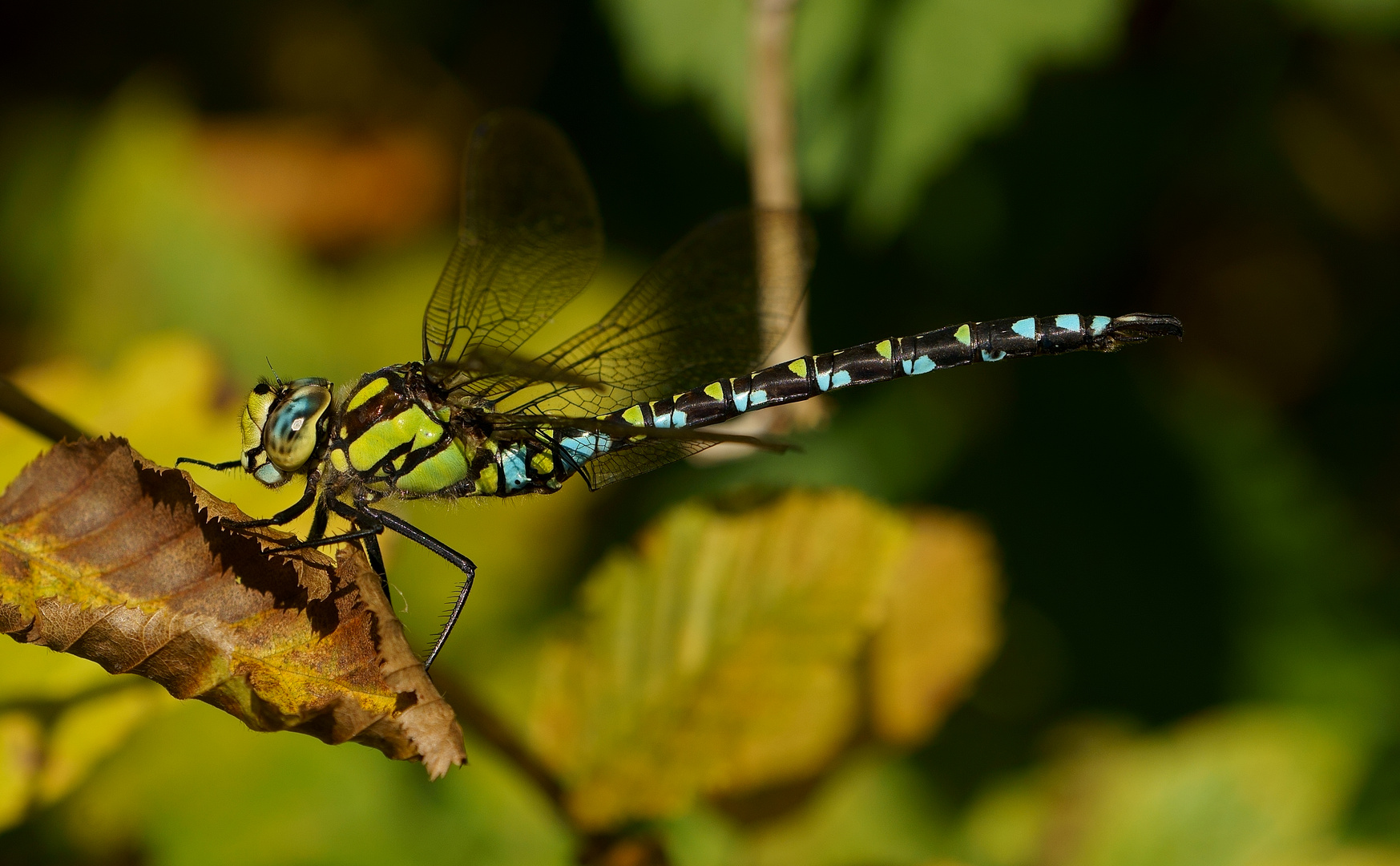 Blaue Mosaikjungfer