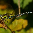 Blaue Mosaikjungfer