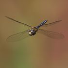  Blaue Mosaikjungfer im Flug