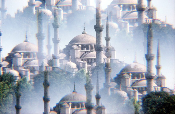 Blaue Mosche