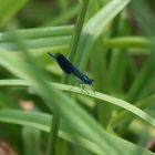 Blaue Natterli