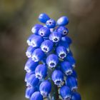 Blaue Naturschönheit