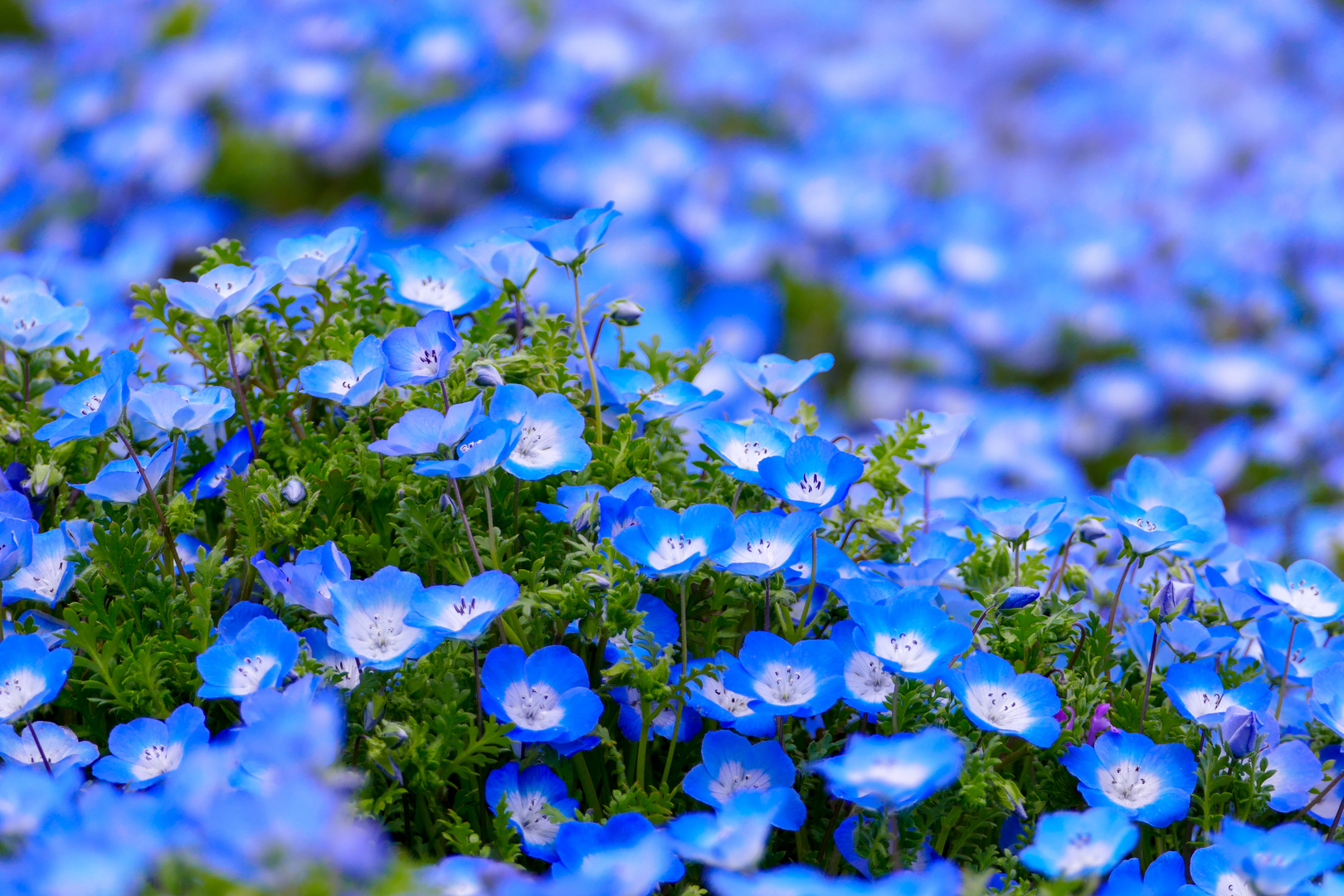 Blaue Nemophila