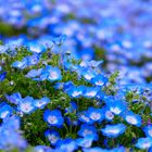 Blaue Nemophila