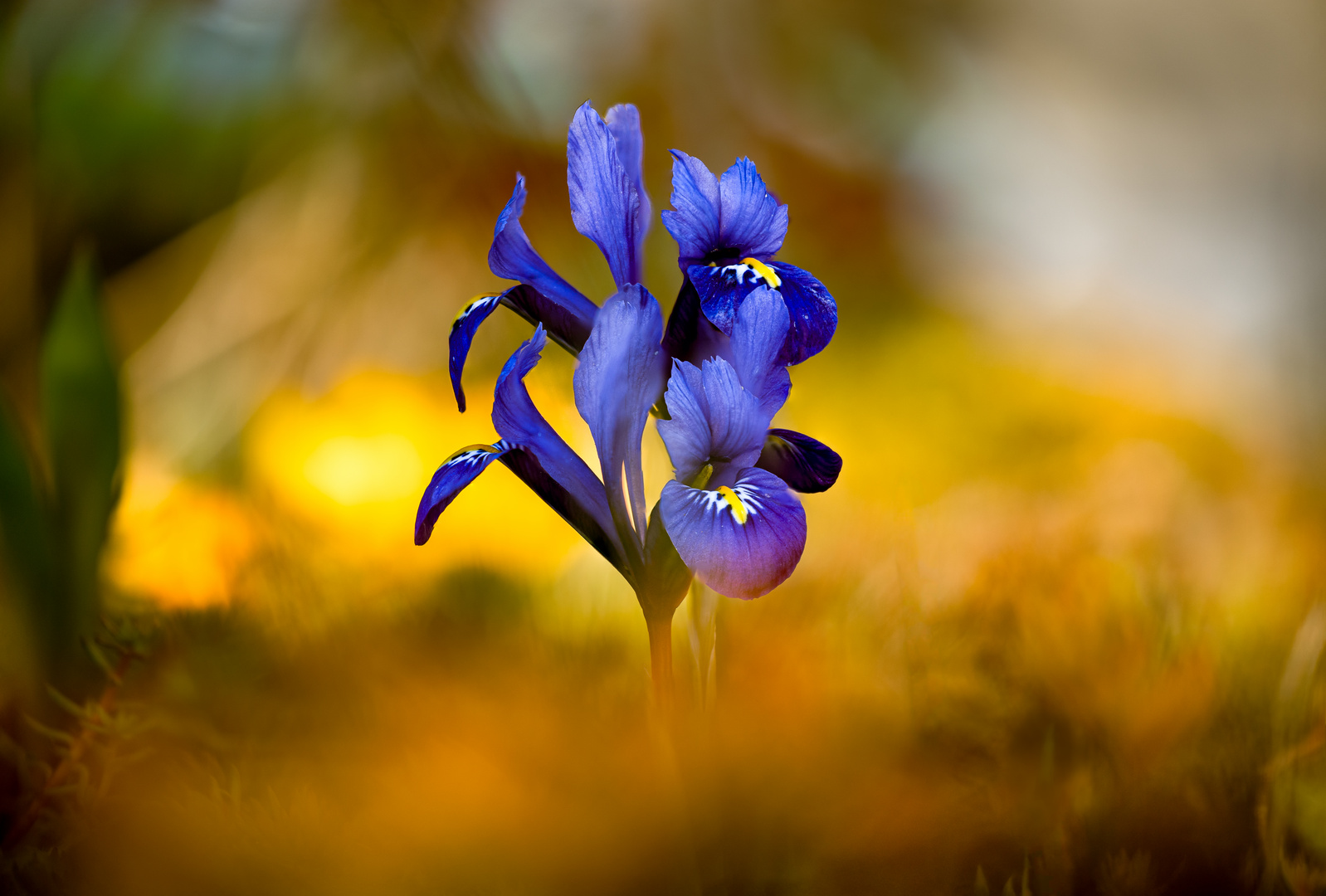 blaue NetzblattSchwertlilie Foto & Bild pflanzen, pilze & flechten