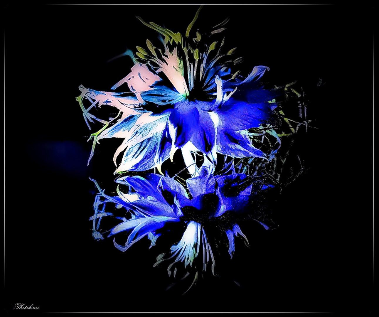 Blaue Nigella