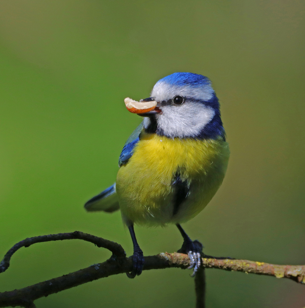 Blaue Nussmeise